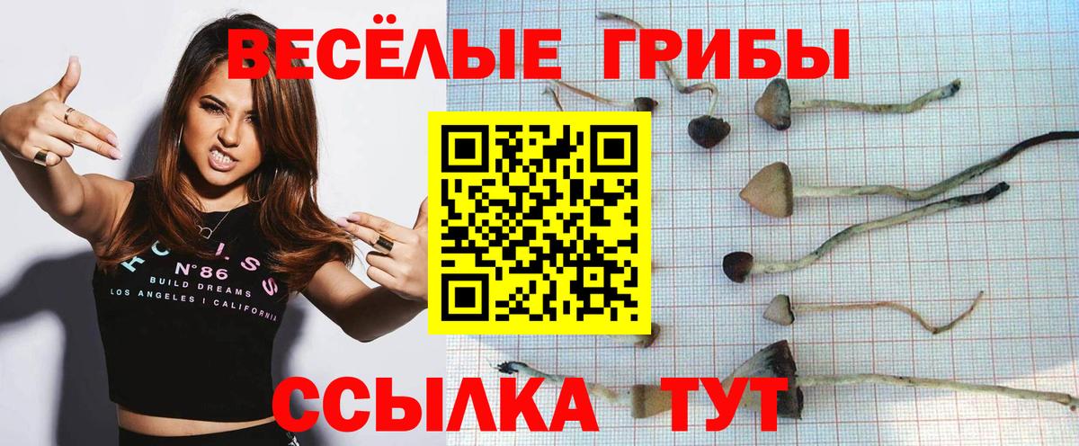 Псилоцибиновые грибы Psilocybe Ступино